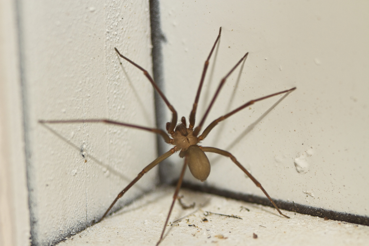 Brown Recluse Spider Annapolis Maryland