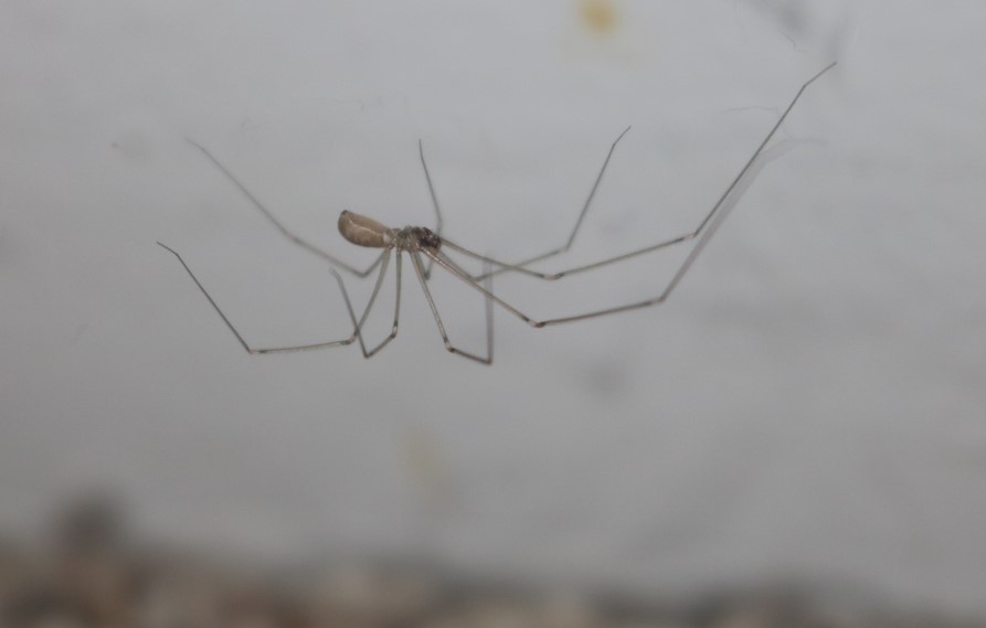 Cellar Spider Dangling from Web in Annapolis Maryland