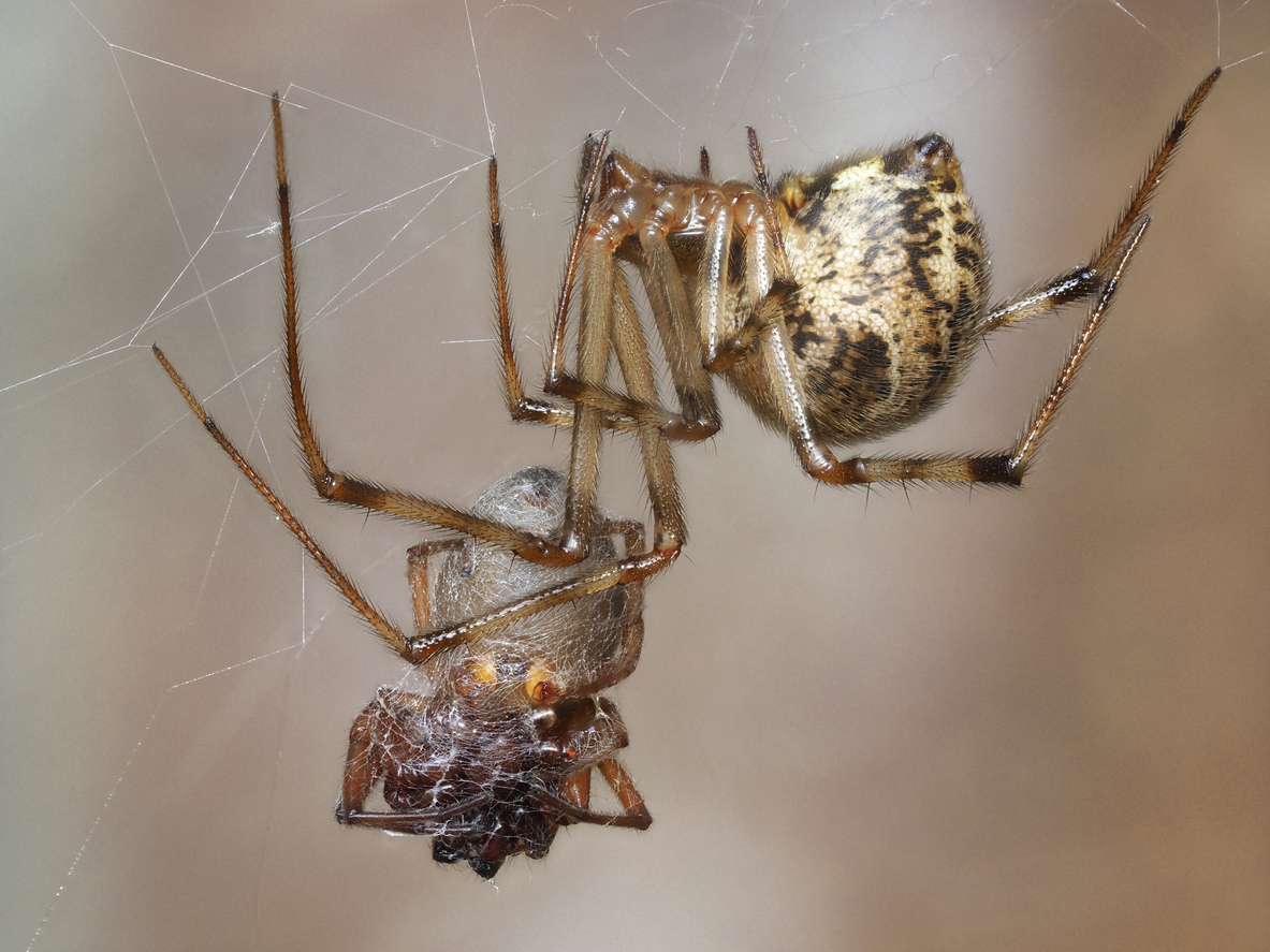 Common House Spider with Prey Accutech Pest Management