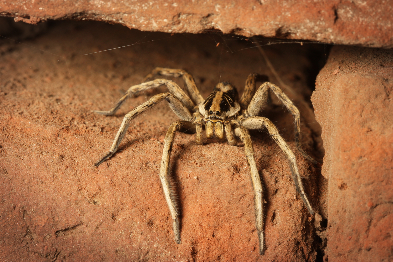 Wolf spider waiting for prey in Annapolis Maryland